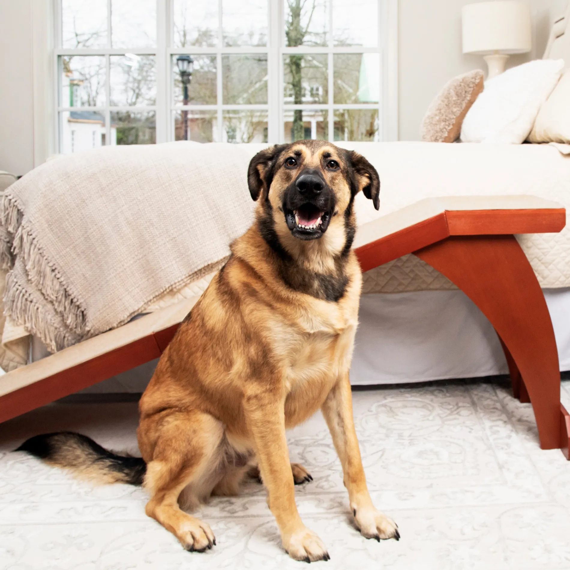CozyUp™ Bed Ramp-PetSafe Outlet