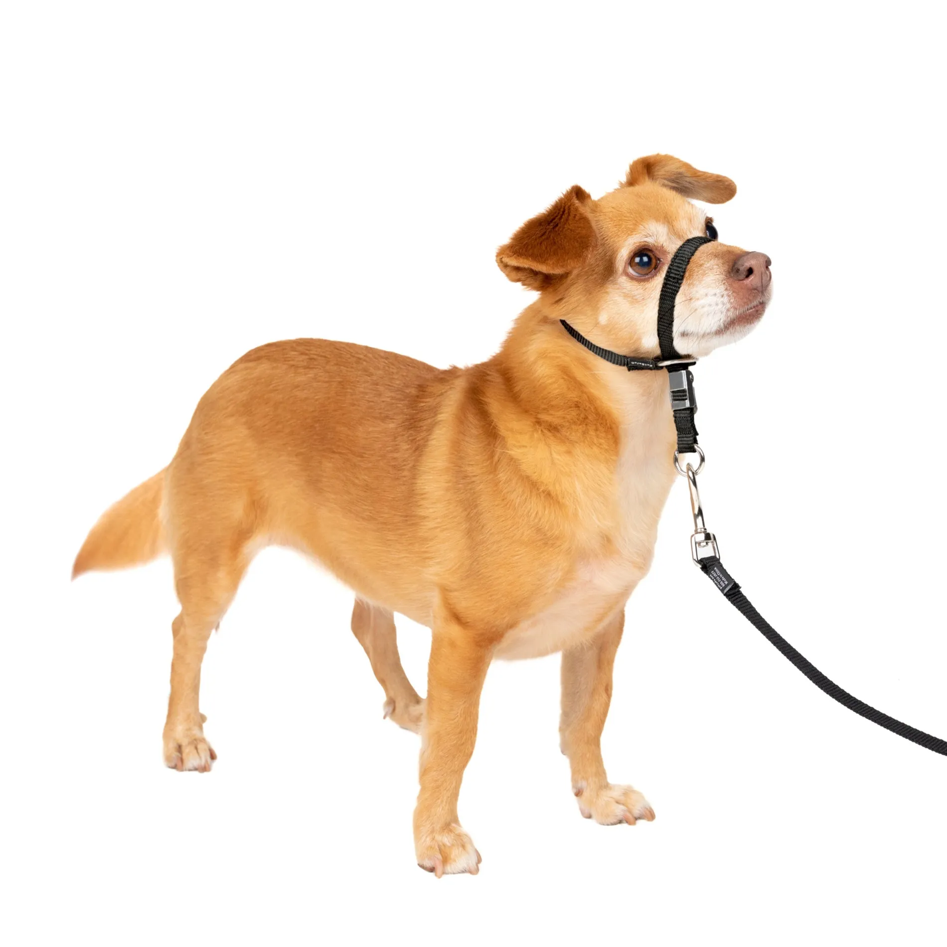 Gentle Leader® Headcollar, No-Pull Dog Collar-PetSafe Hot