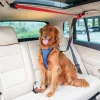 Happy Ride® Dog Zipline-PetSafe Online