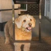 Pet Screen Door-PetSafe Cheap
